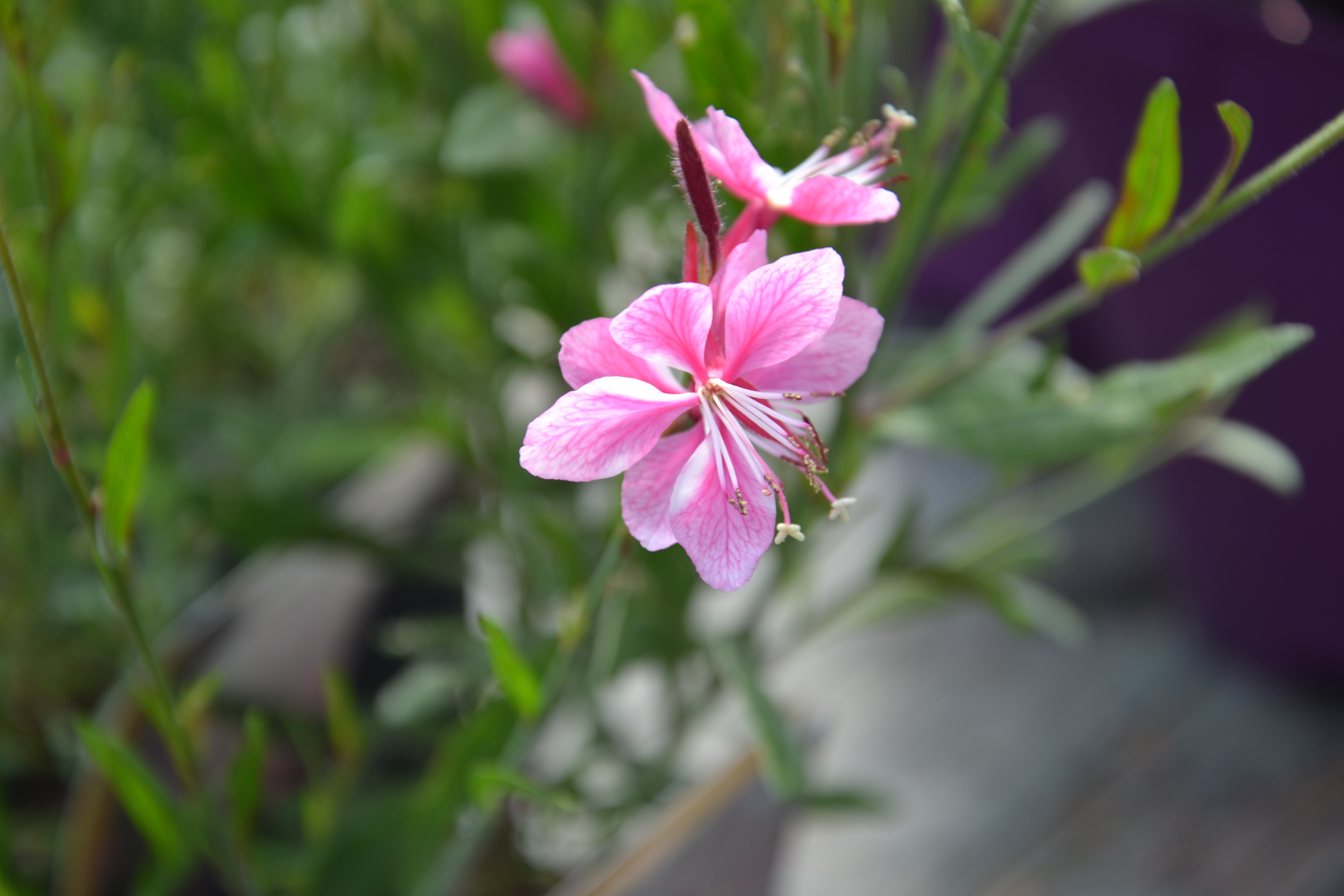 Prachtkerze (Gaura lindheimeri)
Die zierliche Pflanze mit buschigem hohem Wuchs trägt elegant überhängende Blütentrauben. An warmen, vollsonnigen, trockenen Gartenplätzen gedeiht sie sehr gut.