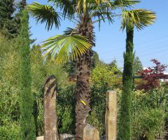 Kiesbeet mit Basaltsäulen in Kombination mit Palmen und Zypressen