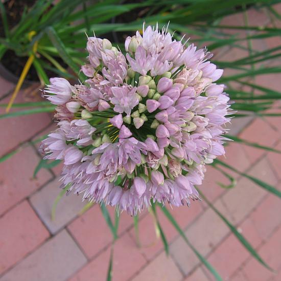 Allium