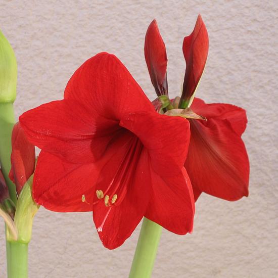 Amaryllis