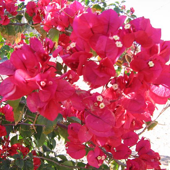 Bougainvillea