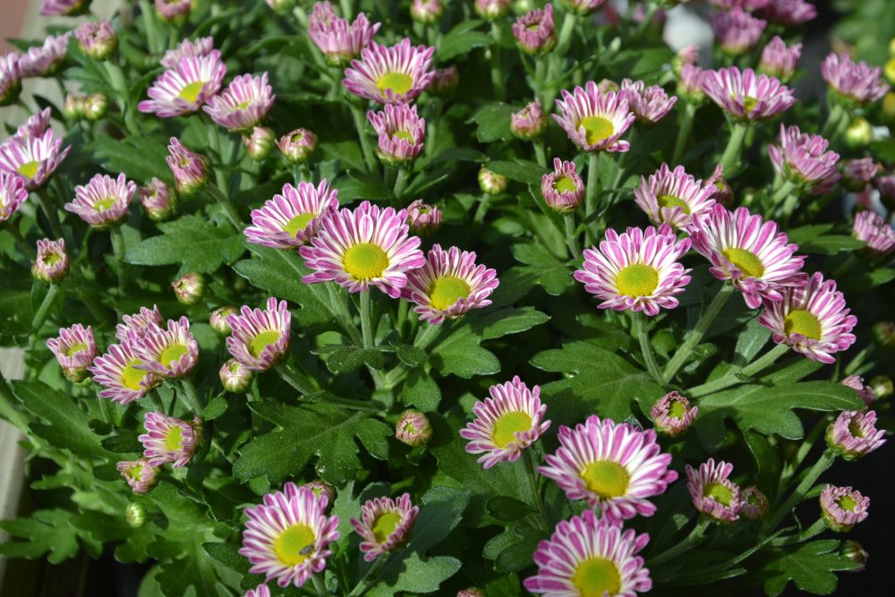 Chrysanthemen, rosa-weiß