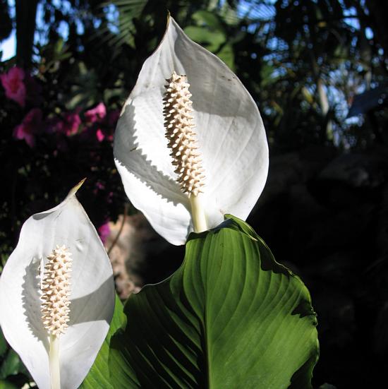 Einblatt (Spathiphyllum)