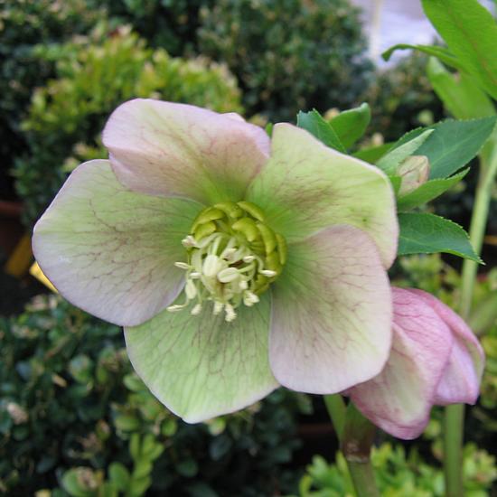 Helleborus