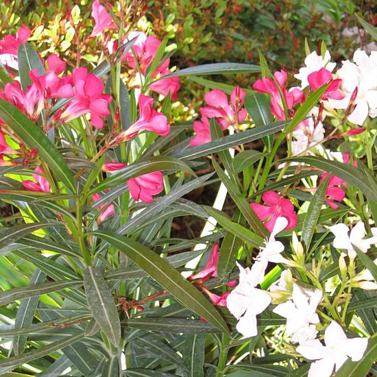 Oleander