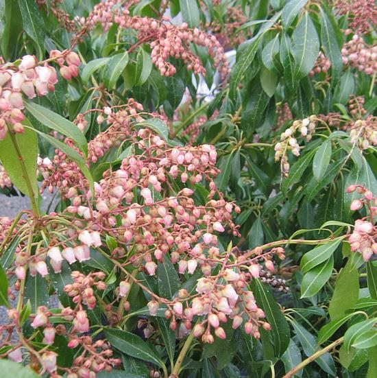 Pieris japonica Valley Rose - Schattenglöckchen