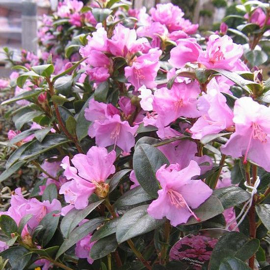 Rhododendron praecox – Vorfrühlingsalpenrose