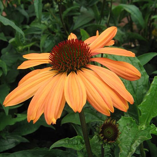 Rudbeckia - Sonnenhut – Echinacea