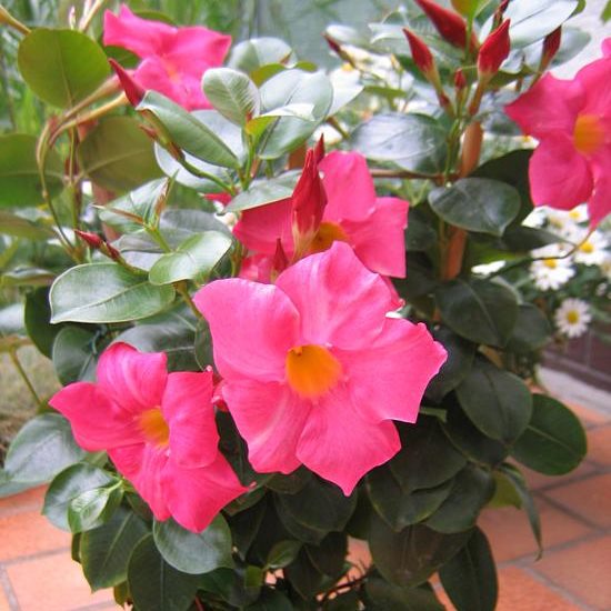 Dipladenie - Dipladenia - Mandevilla Sundaville Red