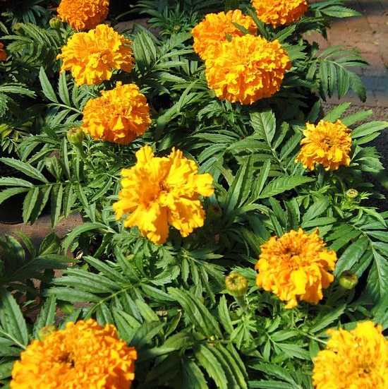 Tagetes Studentenblume