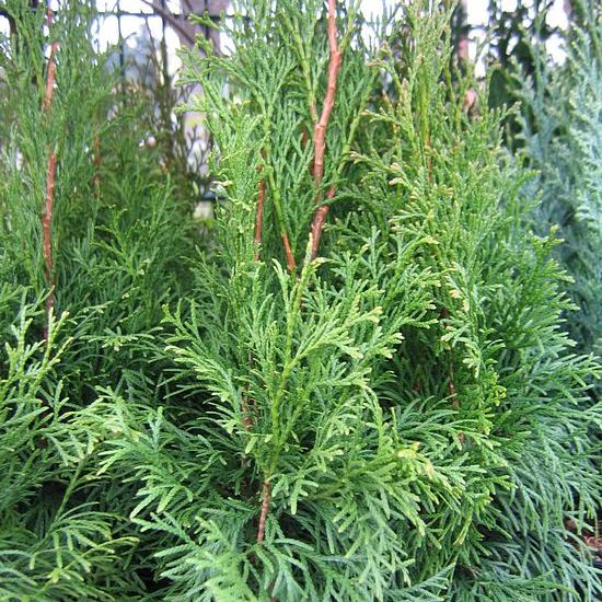 Thuja