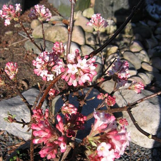 Winterschneeball - Duftschneeball - Viburnum x bodnantense