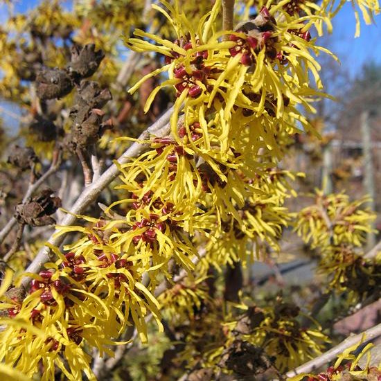 Zaubernuss Hamamelis