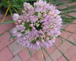 Allium