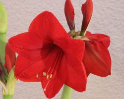 Amaryllis