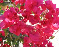 Bougainvillea