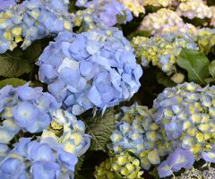 Hortensie