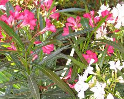 Oleander