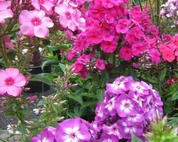 Phlox