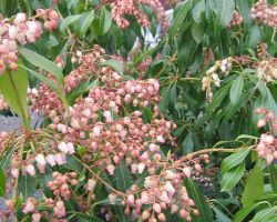 Pieris japonica Valley Rose - Schattenglöckchen