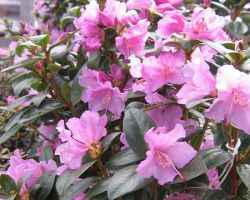 Rhododendron praecox – Vorfrühlingsalpenrose