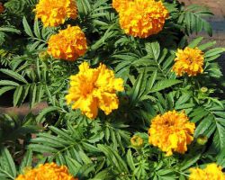 Tagetes Studentenblume