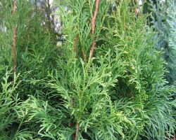 Thuja