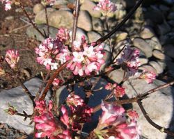 Winterschneeball - Duftschneeball - Viburnum x bodnantense