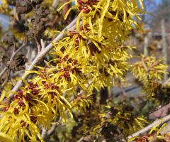 Hamamelis