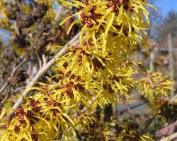 Zaubernuss Hamamelis